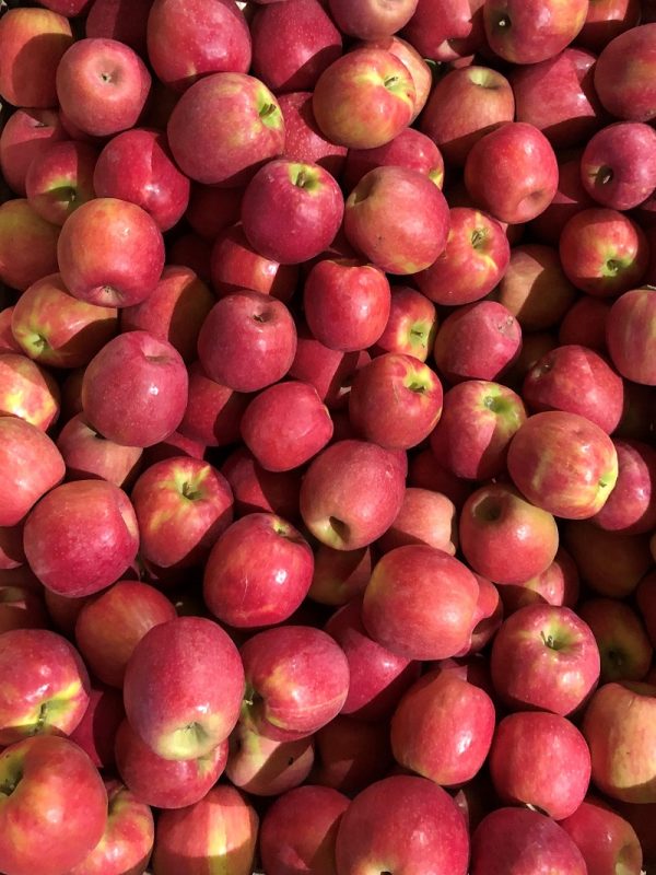 pomme Criss pink - Au fil des saveurs producteurs fruits et légumes