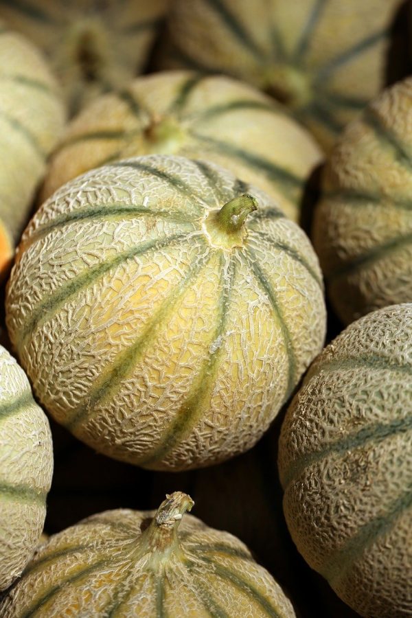 melon - Au fil des saveurs producteurs fruits légumes